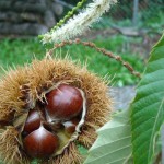 151013 chestnut close w tree leaf DSCN1000