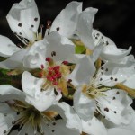 Apple blossom I think