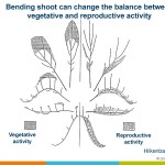 bending notching Musacchi-VegetativeReproductivePruning