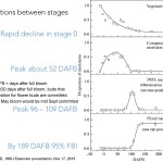 meristem phases 03-Whiting-FloralInitiation-Final