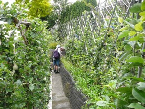 her espalier Brian W pics (6)