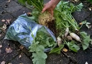 161121-sm-celeriac-harvest-wp_20161121_16_24_34_pro