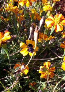 bombus-small-on-marigold-wp_20161028_001