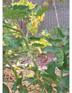 tomato-close-pruning-sm-arrows-doc-and-markups-wp_20170628_004