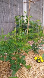 tomato-part-of-trellis-sm-wp_20170628_005