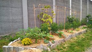 tomato-whole-trellis-sm-wp_20170628_003