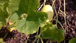 170802-spaghetti-squash-wp_20170802_004