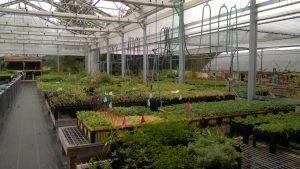 sm-greenhouse-wp_20171014_012