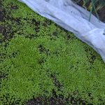 sm-reseeded-lettuce-wp_20170928_001