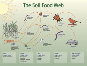 the-soil-food-web-nrcs142p2_049822