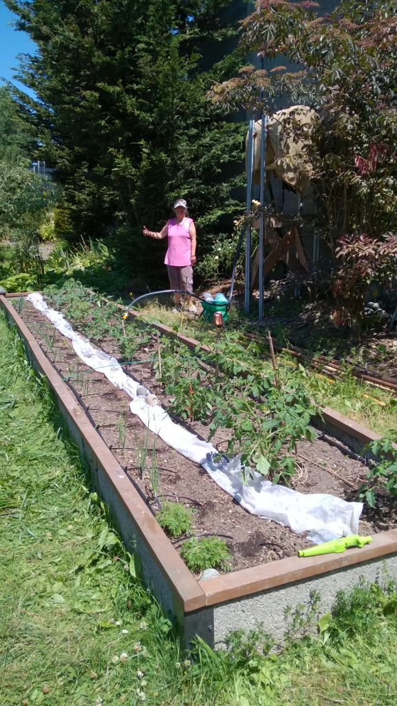 FECO Water Conservation Grant – Step Three – Ollas and Perforated Pipe –  Freeway Estates Community Orchard