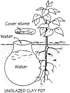 How to Use Olla Irrigation – Native-Seeds-Search