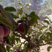 August Pride Apples Ready for Picking
