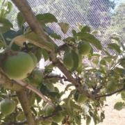 July Pride Apples on Branch