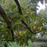 October - Pride Apple Tree Branch