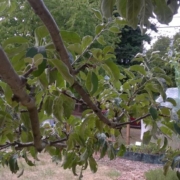 September Pride Apple Tree