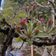 April Pride Apple Blossoms