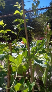 pea crawling up a Pacific Ninebark stake